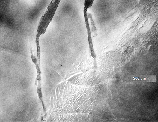 7_10-1997_lateral_legs 2_M_F